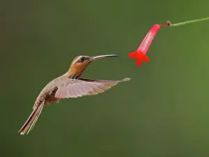 Hermit: Saw Billed Hermit at flower Ramphodon naevius Atlantic