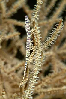 Shellfishes: Saw Blade / Needle Shrimp
