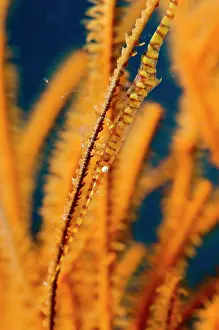 Imitate: Saw Blade Shrimp