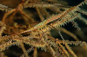Crustacea: Saw Blade Shrimp