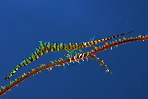Straits: Saw Blade Shrimp