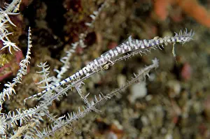 Kubur: Saw Blade Shrimp camouflaged on coral