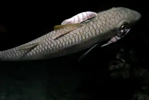 Lice: Saw-Legged Fish Louse - this carnivorous louse