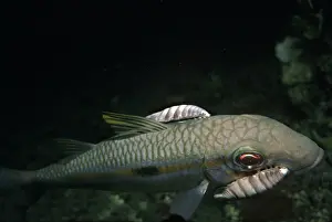 Lice: Saw-legged Fish Louse - this carnivorous Louse