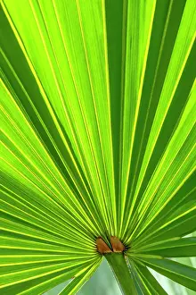 Line: Saw Palmetto leaf