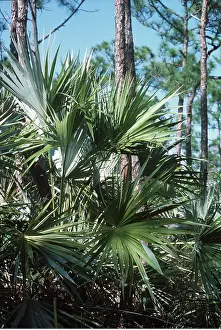 Pines: SAW PALMETTO - In slash pine wood