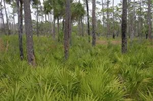 Palmetto: Saw Palmetto undersgrowth