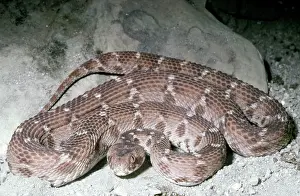 Saw-scaled / Carpet Viper