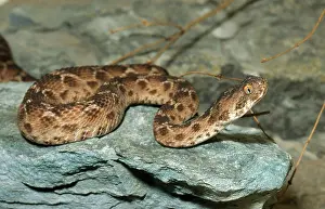 Deadly: Saw-scaled Viper