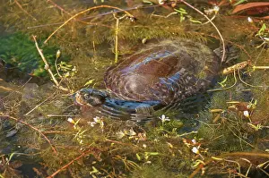 Sunning: Saw-shelled Turtle