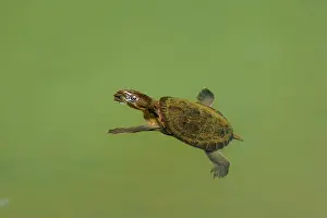 Elseya: Saw-shelled Turtle / Serrated Snapping Turtle /
