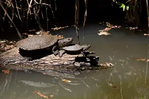 Shelled: Saw-shelled Turtles