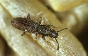 Storage: Saw-toothed Grain Beetle (Oryzaephilus mercator)