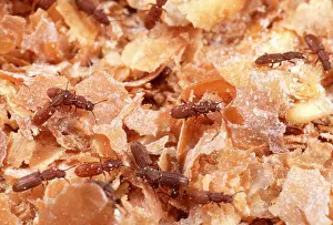 Bran: Saw-Toothed Grain Beetles - In bran