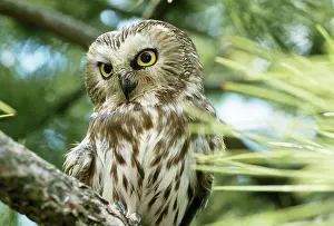Whet: Saw-whet Owl