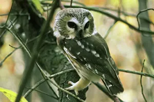 Whet: Saw-whet Owl