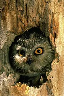 Whet: Saw-whet owl