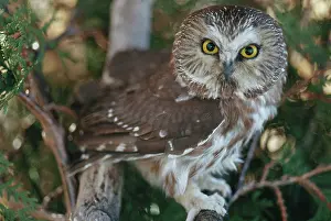 Whet: Saw-whet Owl