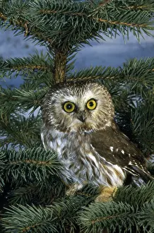 Whet: Saw-whet Owl