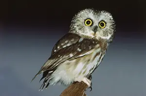 Whet: Saw-whet Owl