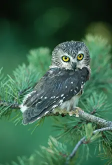 Whet: Saw-whet OWL - with head turned
