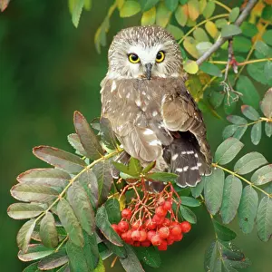 Whet: Saw-whet Owl - perched in Rowan tree