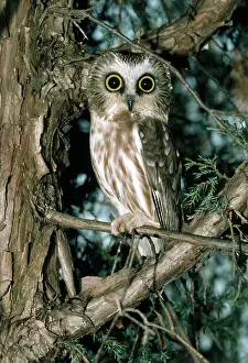Whet: SAW-WHET OWL IN TREE
