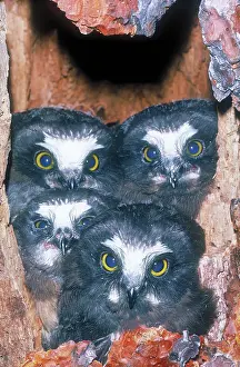 Ponderosa: Saw whet owlets in tree cavity