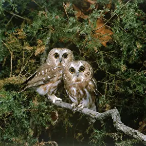 Whet: Saw-whet Owls