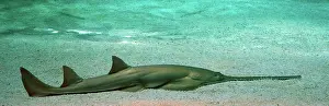 Sawfish: Sawfish