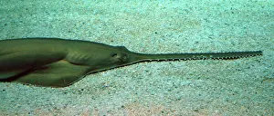 Sawfish: Sawfish