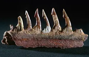 Sawfish: Sawfish Rostrum