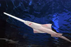 Estuaries: Sawfish. tropical and warm temperate estuaries
