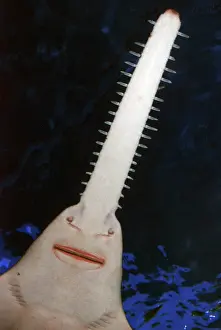Estuaries: Sawfish. tropical and warm temperate estuaries