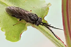 Apocrita: Sawflies are distinguishable from most other Hym