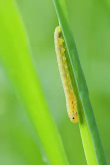 Groningen: Sawfly