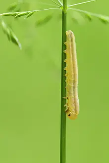 Sawfly: Sawfly