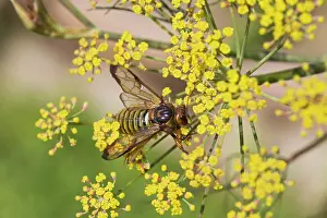 Sawfly: Sawfly - adult on fennel - normally black - Britains