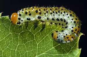 Sawfly: Sawfly (Allantus scrophulariae) larva feeding o