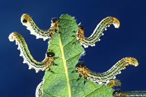 Sawfly: Sawfly (Allantus scrophulariae) larvae feeding