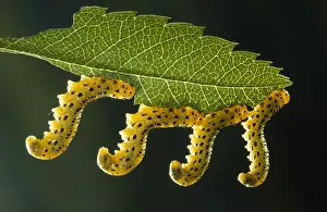 Sawfly: Sawfly (Allantus scrophulariae) larvae feeding