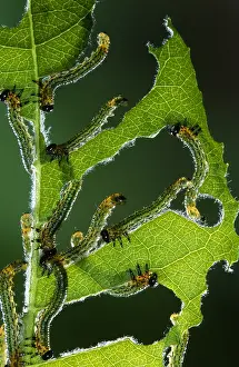 Sawfly: Sawfly (Allantus scrophulariae) larvae feeding