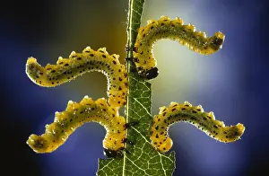 Sawfly: Sawfly (Allantus scrophulariae) larvae feeding