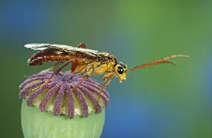 Sawfly: Sawfly (Allantus scrophulariae) on top of seed