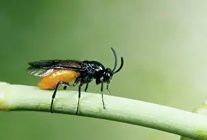Pregnant: Sawfly - Female laying eggs in rose stem