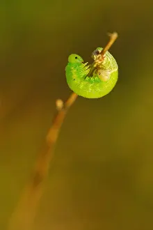 Attached: Sawfly larva emerging from its larval envelope attached
