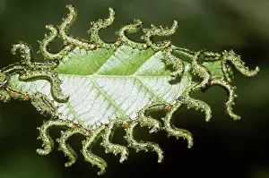 Feeders: Sawfly Larvae
