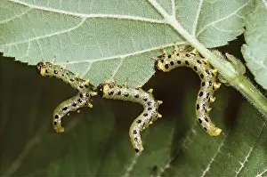 Caterpillars: SAWFLY LARVAE / Caterpillar on alder tree leaf