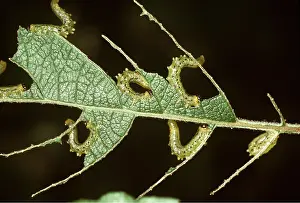 Caterpillars: SAWFLY larvae / caterpillars on damaged leaf