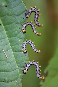 Caterpillars: Sawfly Larvae, feeding on leaves of Alder tree